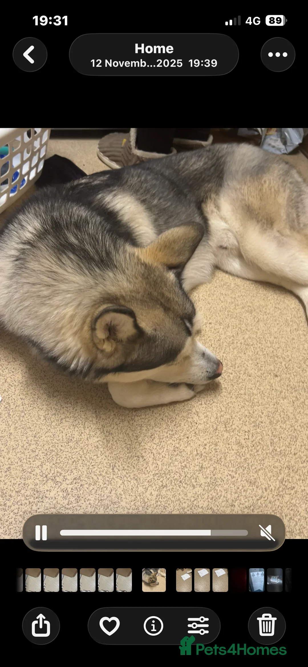 Siberian Husky dogs for sale:  Siberian husky shadow in Evesham - Advert 2