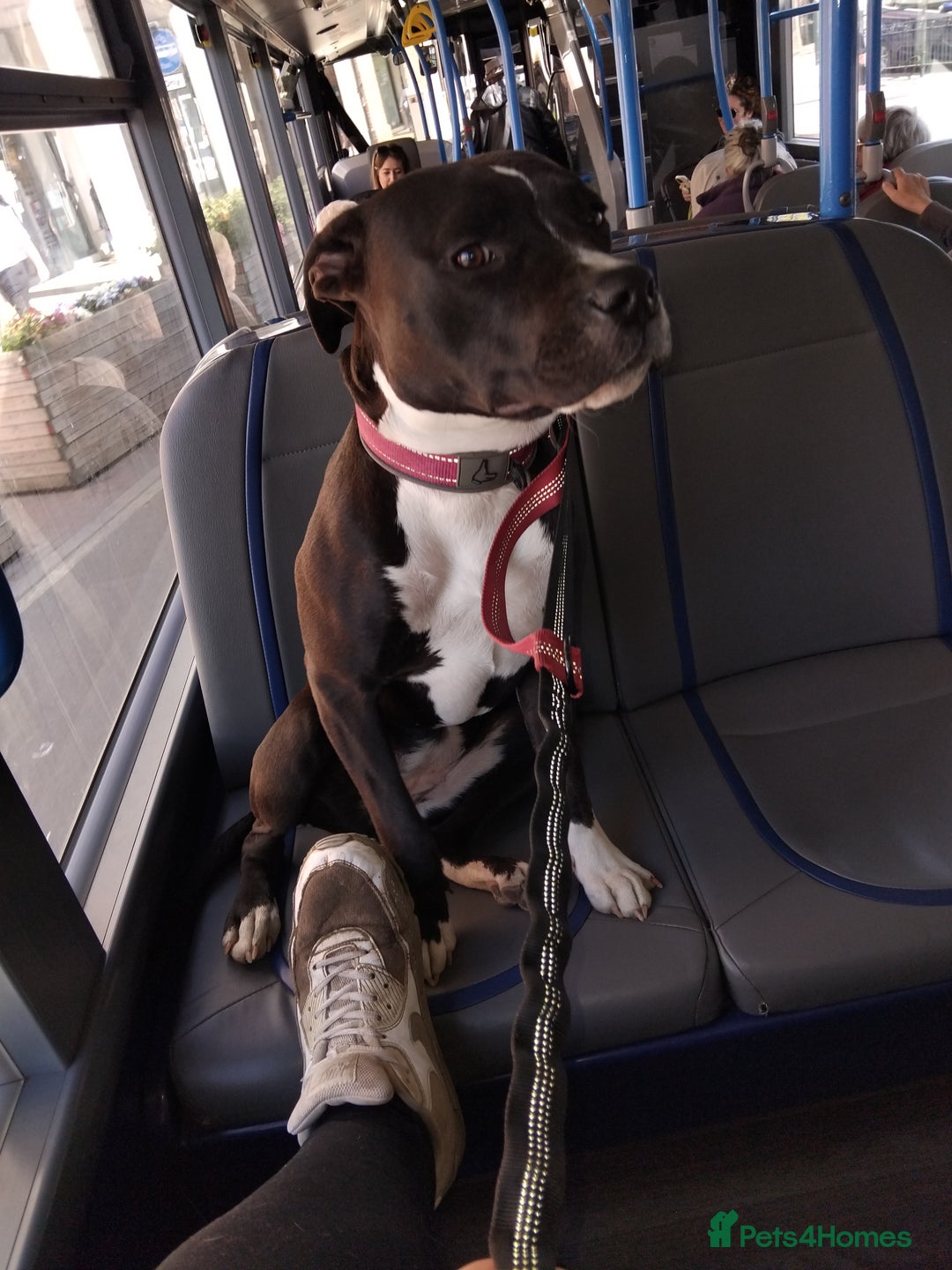 Mixed Breed dogs for sale: Beautiful little girl - Advert 4