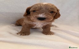 Cockapoo dogs for sale: F1 Cockapoo puppies, KC parents, health tested! - Image 6