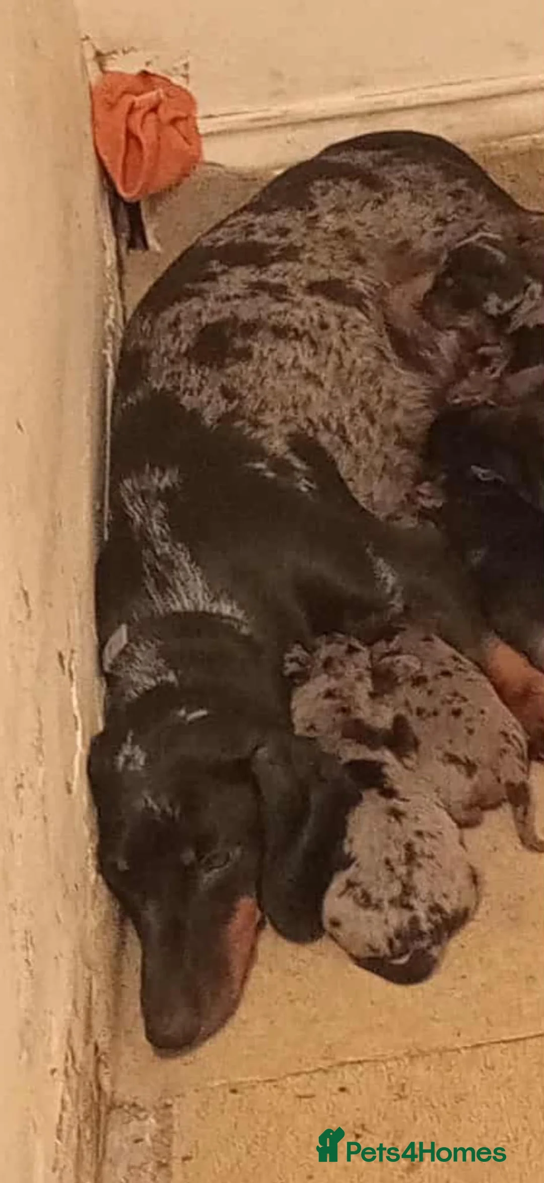 Miniature Dachshund dogs for sale: Miniature Dachshunds - Advert 23