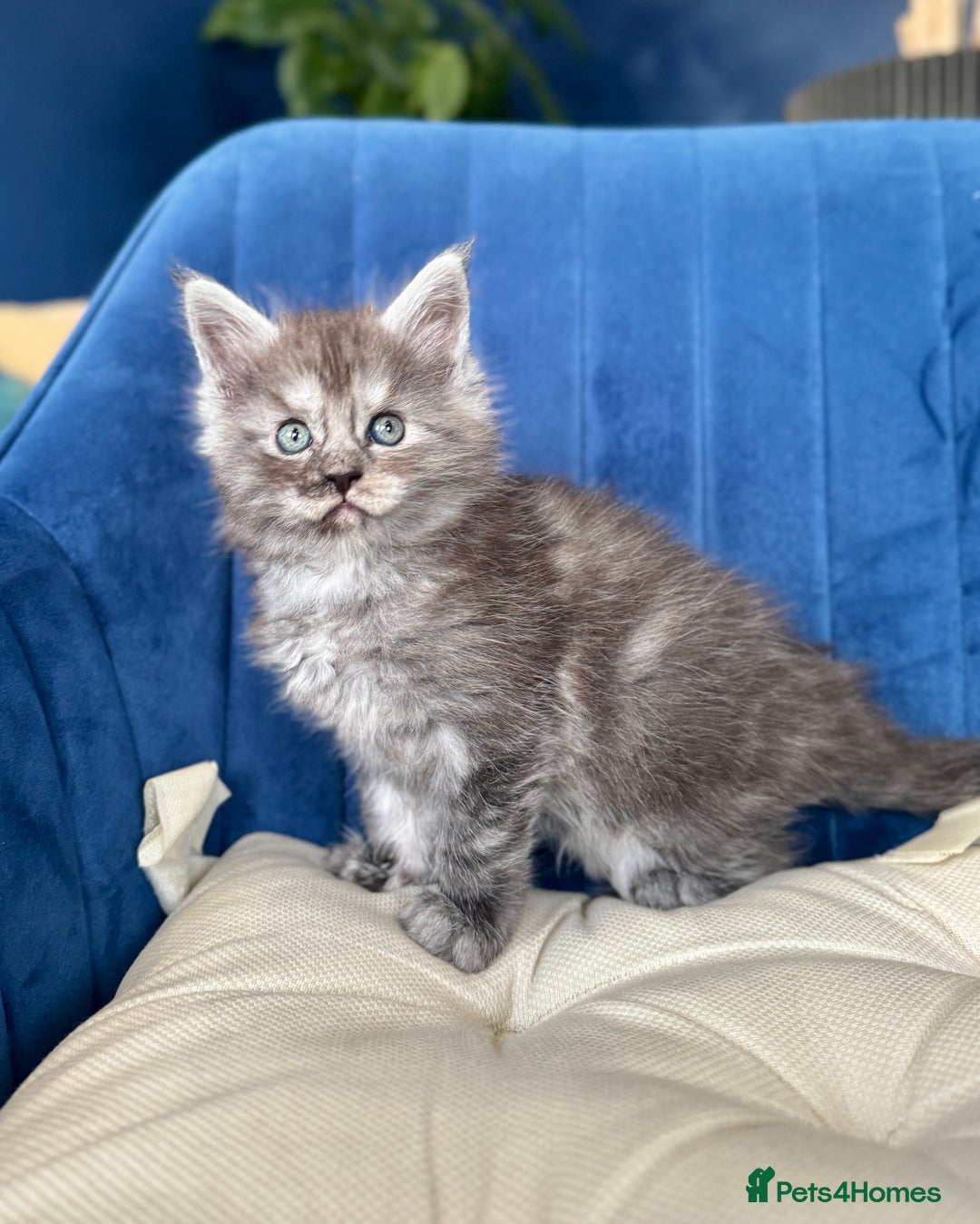 Maine Coon cats for sale: Maine coon kittens - Advert 5