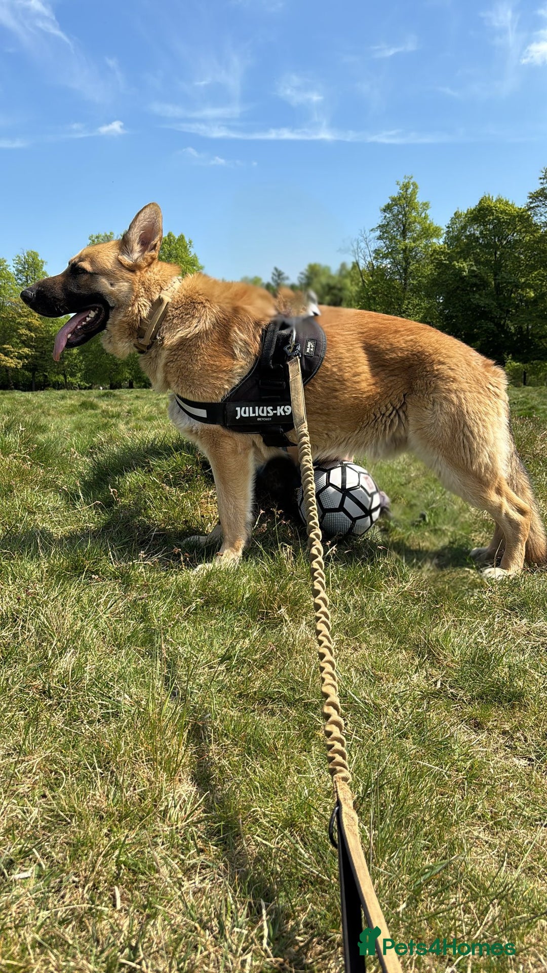 German Shepherd dogs for sale: Male German shepherd  - Advert 5