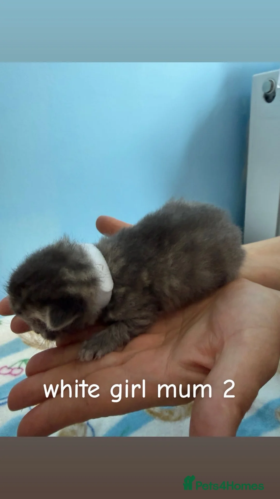 Mixed Breed cats for sale: Kittens for sale in Dunfermline - Advert 13