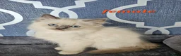 Ragdoll cats for sale: READY NOW GCCF registered kittens  - Advert 6