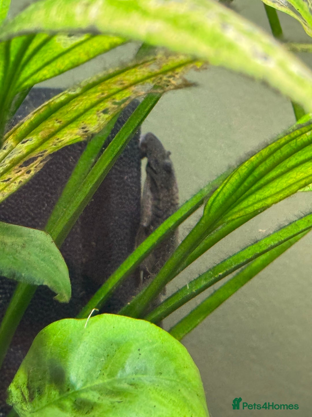 Plecos fish for sale: Baby mollies - Image 5