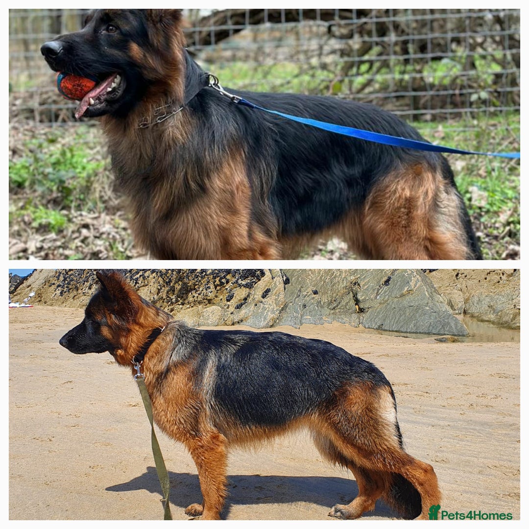 German Shepherd dogs for sale: Puppies  - Advert 2