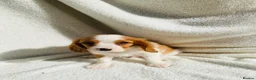 Cavalier King Charles Spaniel dogs for sale: Cavalier King Charles  - Advert 8
