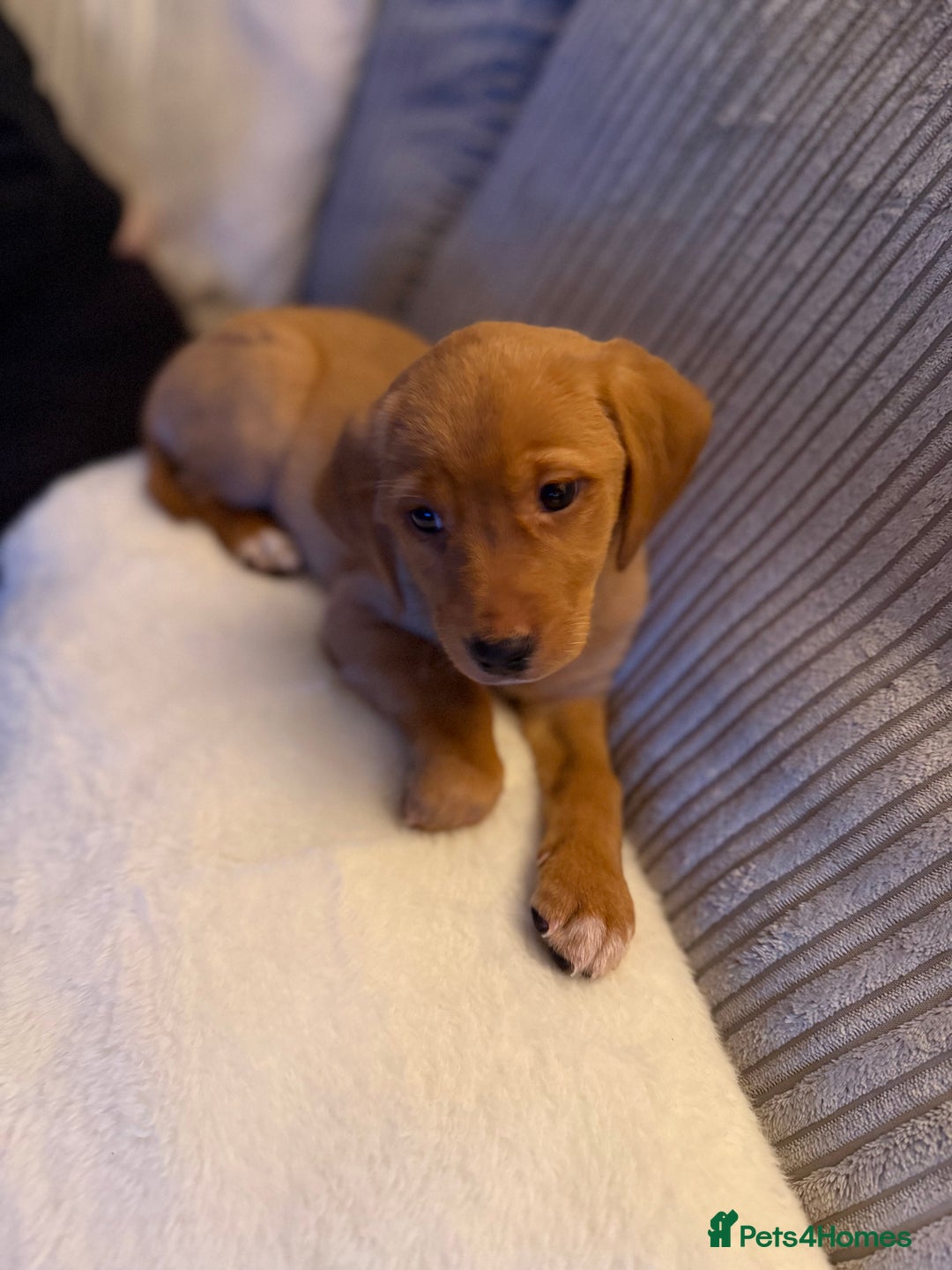 Mixed Breed dogs for sale: Labrador puppy  - Advert 1