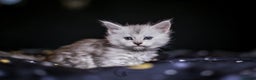 Maine Coon cats for sale: TICA PEDIGREE MAINE COON SHADED KITTENS AVAILABLE - Advert 15
