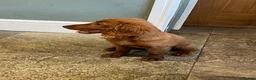 Cockapoo dogs for sale: F2 male puppy  - Advert 5