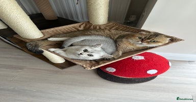 Scottish Fold cats - Advert 3