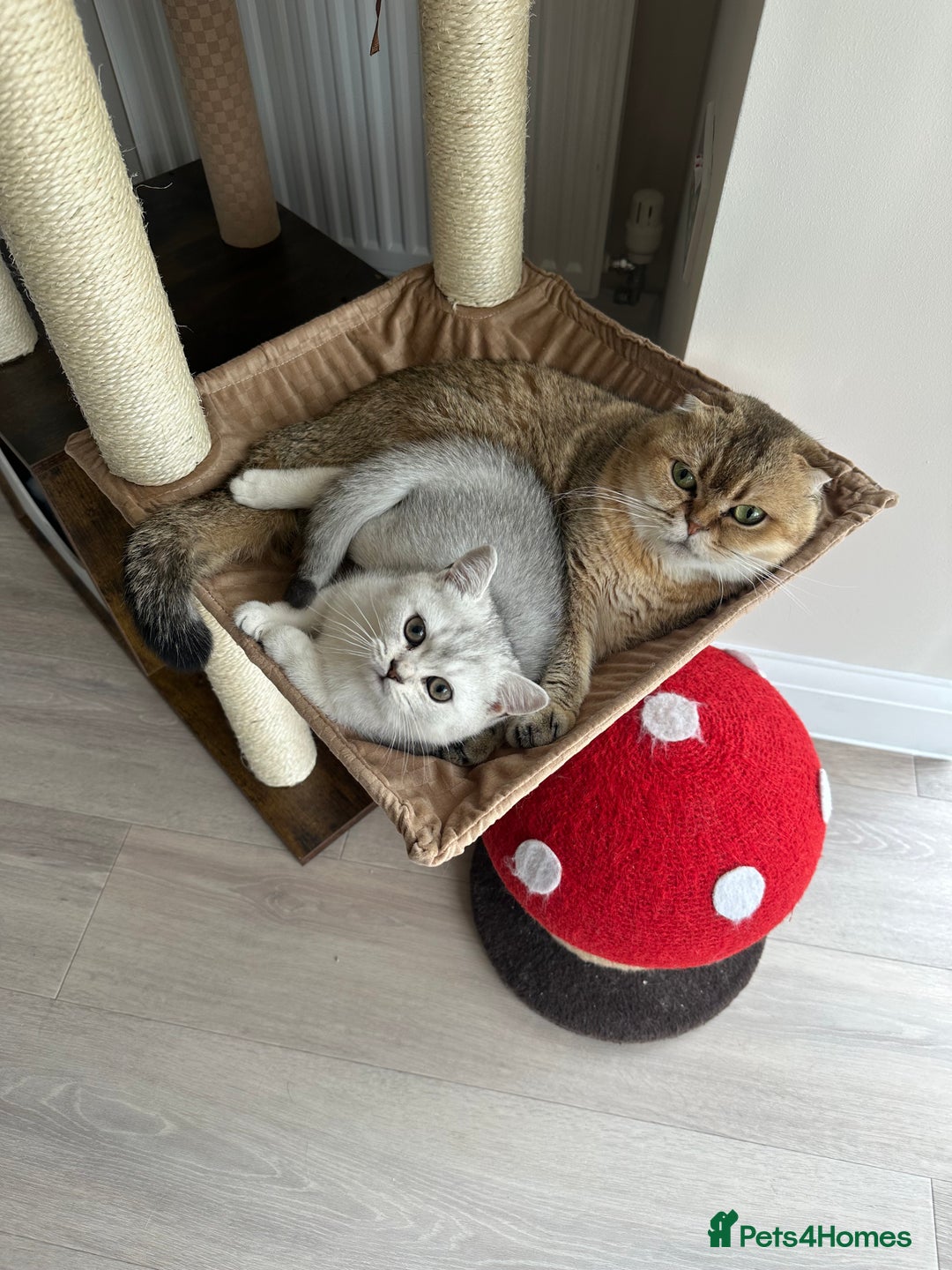 Scottish Fold cats for sale: Ready to go now! LAST Scottish Girl available - Image 3