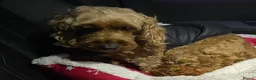 Mixed Breed dogs for sale: Cavapoo boy puppy available now  - Advert 6