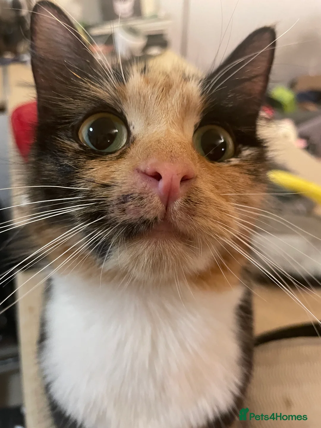 Mixed Breed cats for sale: 5 beautiful tortoiseshell+white and black kittens - Advert 5