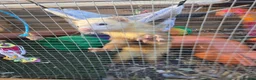 Ferret rodents for sale: Ferret - Advert 2