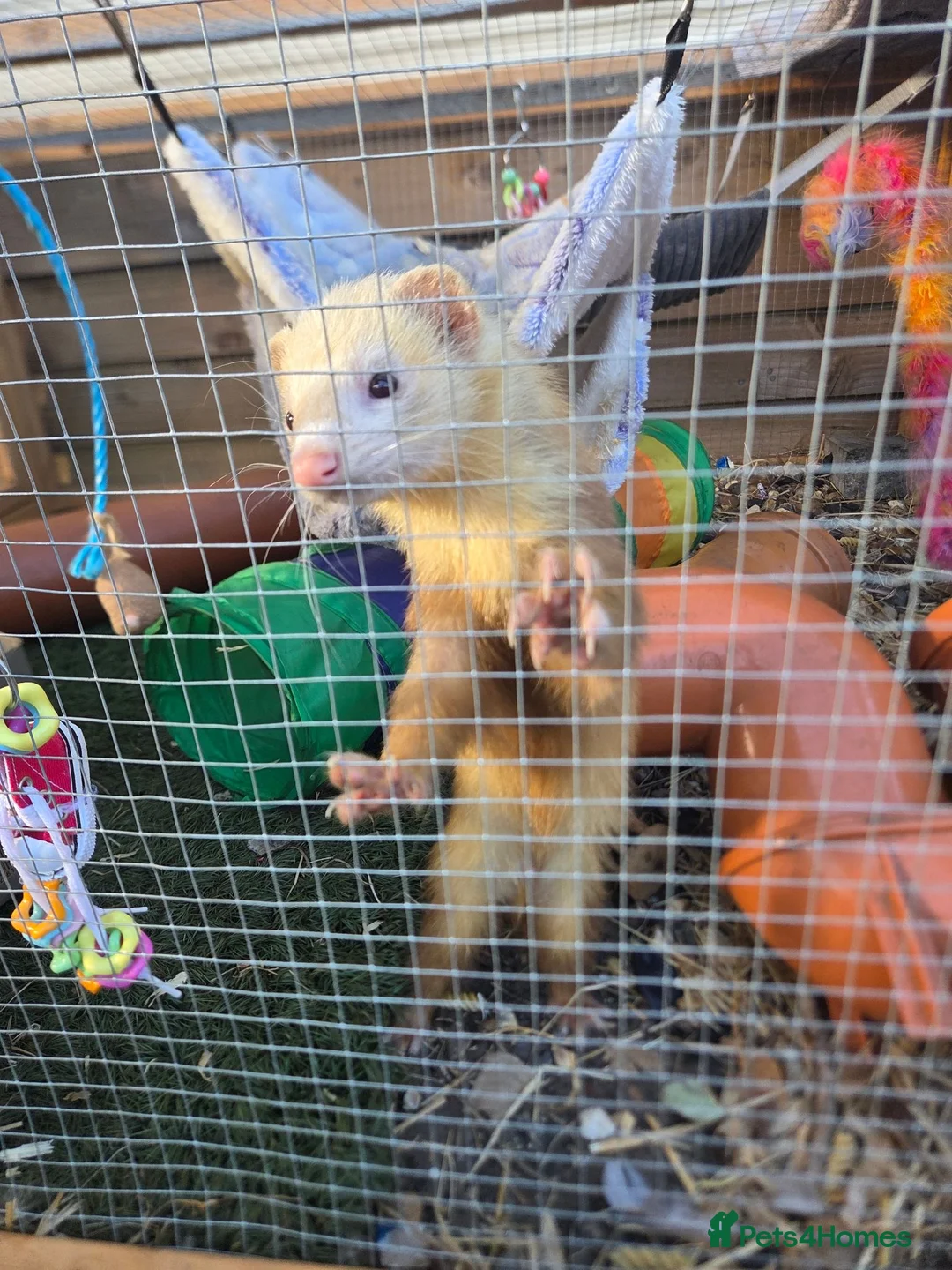 Ferret rodents for sale: Ferret - Advert 2
