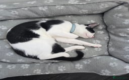 Mixed Breed cats for sale: Stunning maincoon x smudge  - Image 4