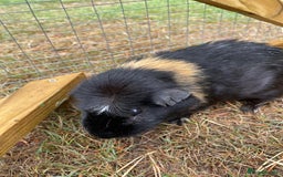 Guinea Pig rodents for sale: 3 Brothers  - Image 8