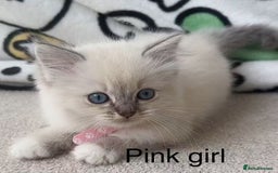 Ragdoll cats for sale: Ragdoll kittens for sale - Image 4