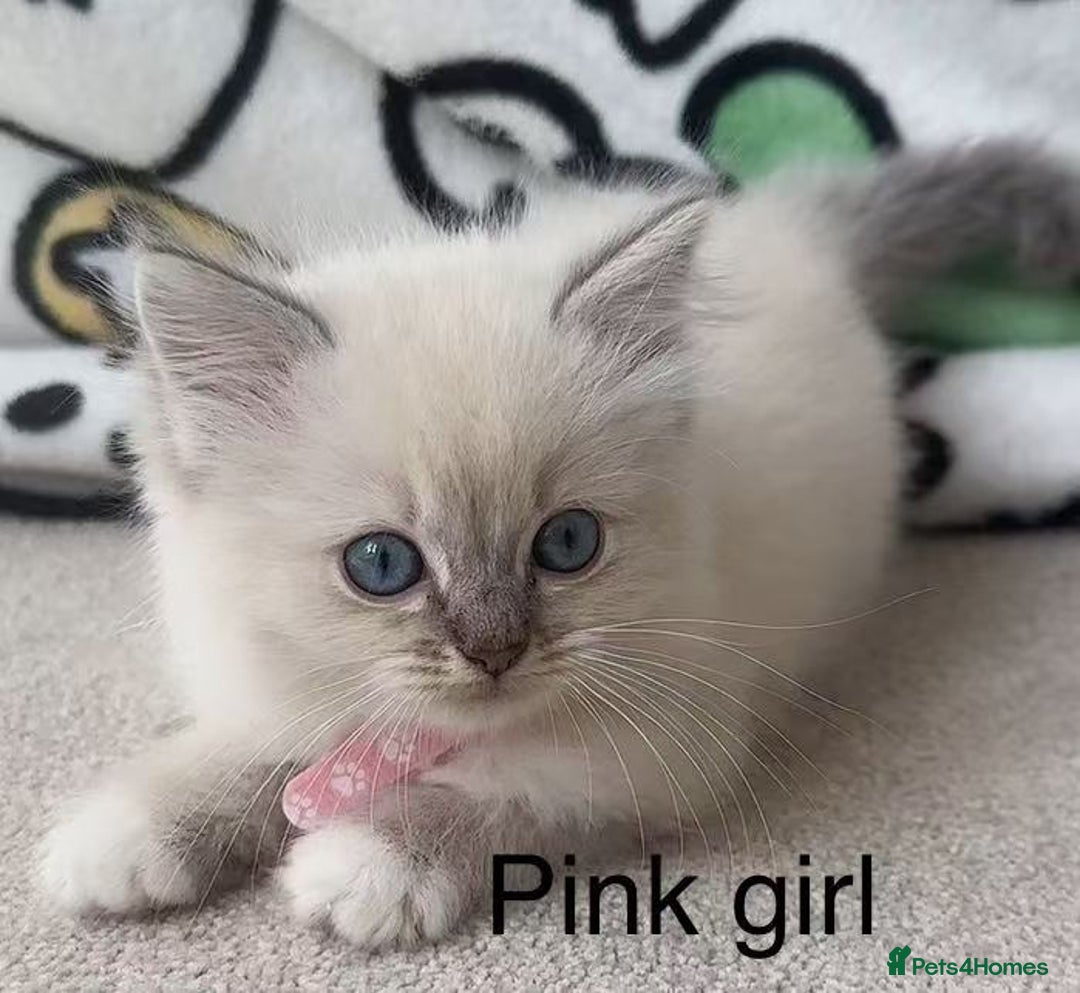 Ragdoll cats for sale: Ragdoll kittens for sale - Image 4