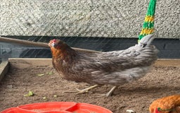 Chickens poultry for sale: Chickens for sale  - Advert 5