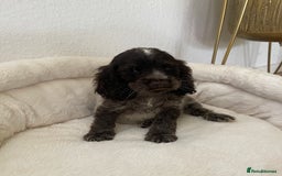 Cocker Spaniel dogs for sale: KC Show Chocolate Roan Boy! - ready 5th October!! - Image 33
