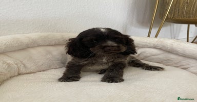 Cocker Spaniel dogs KC Show boy- READY TO GO- Fully vaccinated - Advert 15