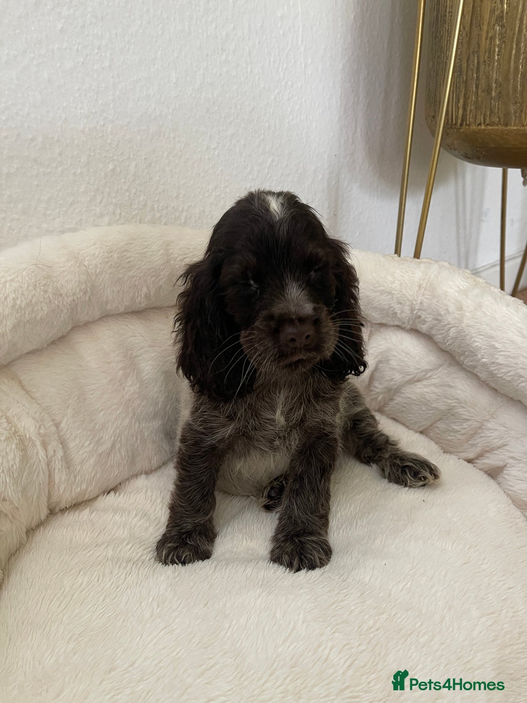 Cocker Spaniel dogs for sale: KC Show Chocolate Roan Boy! - ready 5th October!! - Image 33