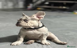 French Bulldog dogs for sale: Rare-Coloured Purebred French Bulldog Puppy  - Image 5