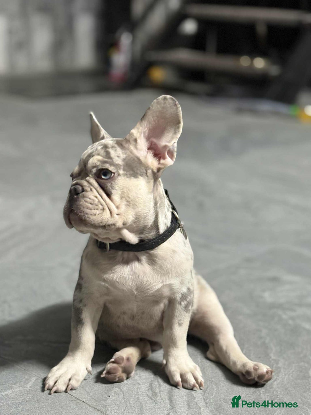 French Bulldog dogs for sale: Rare-Coloured Purebred French Bulldog Puppy  - Image 5