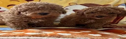 Toy Poodle dogs for sale: Beautiful toy poodle boys  - Advert 11