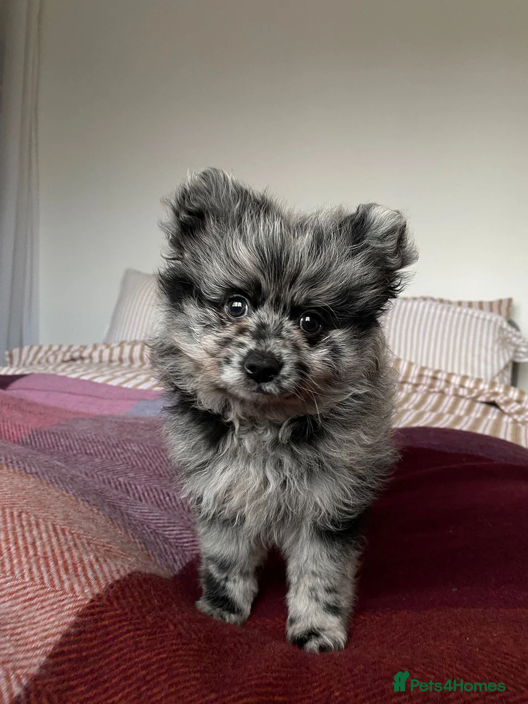 Pomeranian dogs for stud: NEXT GEN BLUE MERLE POM PUPS INCOMING - Advert 7