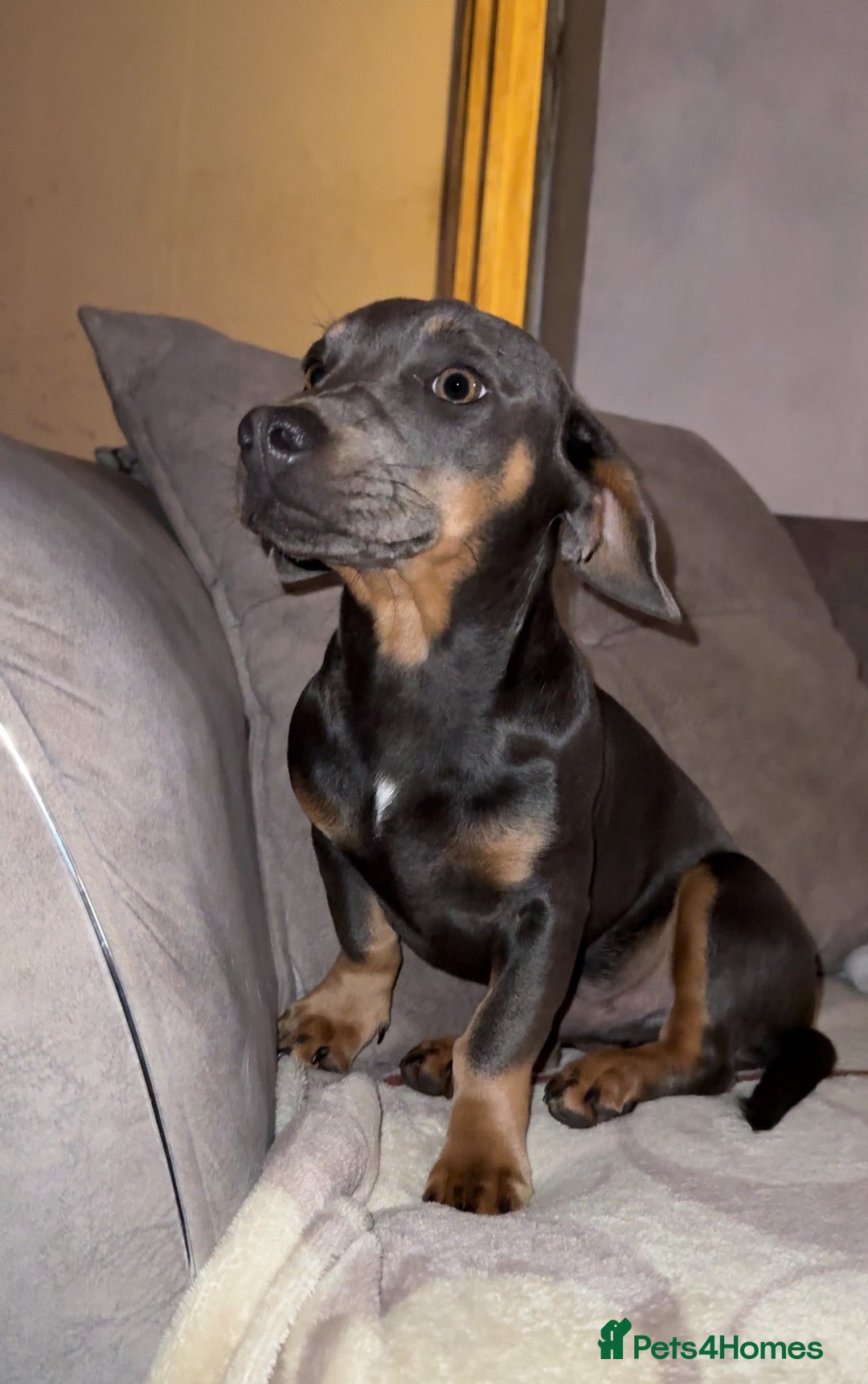 Mixed Breed dogs for sale: 🐾 Beautiful Blue Male Dog – 7 Months Old 🐾 - Image 4