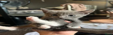 Grey Tuxedo 
