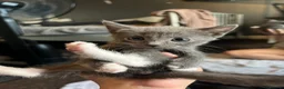 Mixed Breed cats for sale: 6 lovely kittens for adoption  - Advert 7