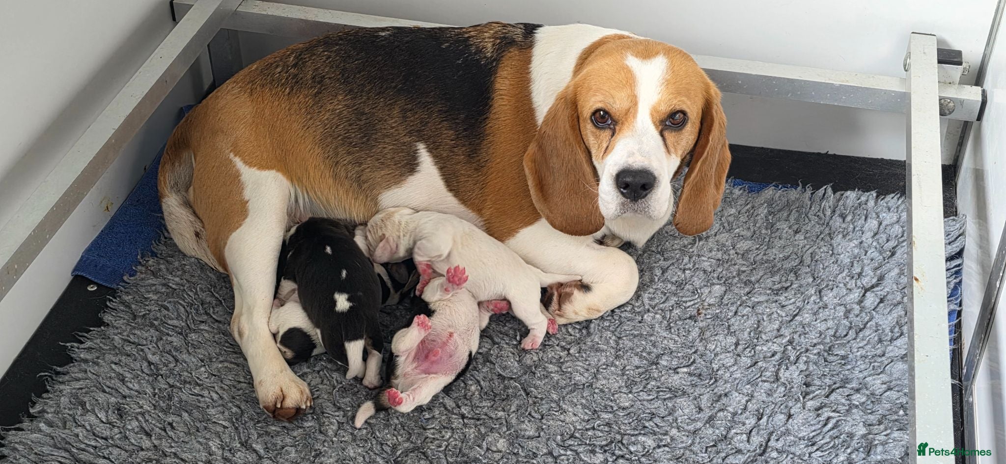 Beagle dogs Beagle Puppies For Sale - Advert 1