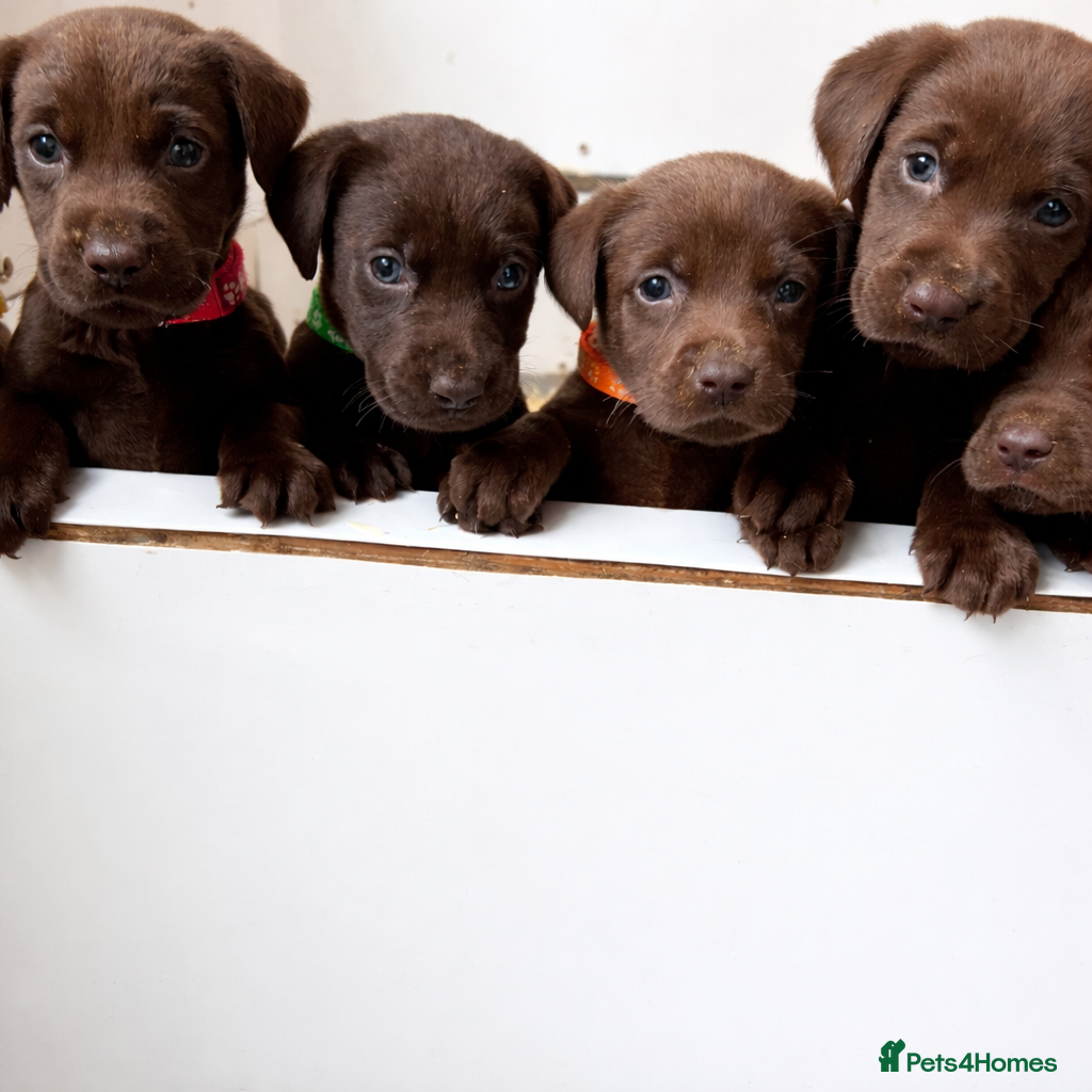 Labrador Retriever dogs KC Chocolate Labrador Puppies – 1 Yellow Boy - Advert 6