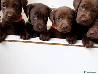 Labrador Retriever dogs KC Chocolate Labrador Puppies – 1 Yellow Boy - Advert 6