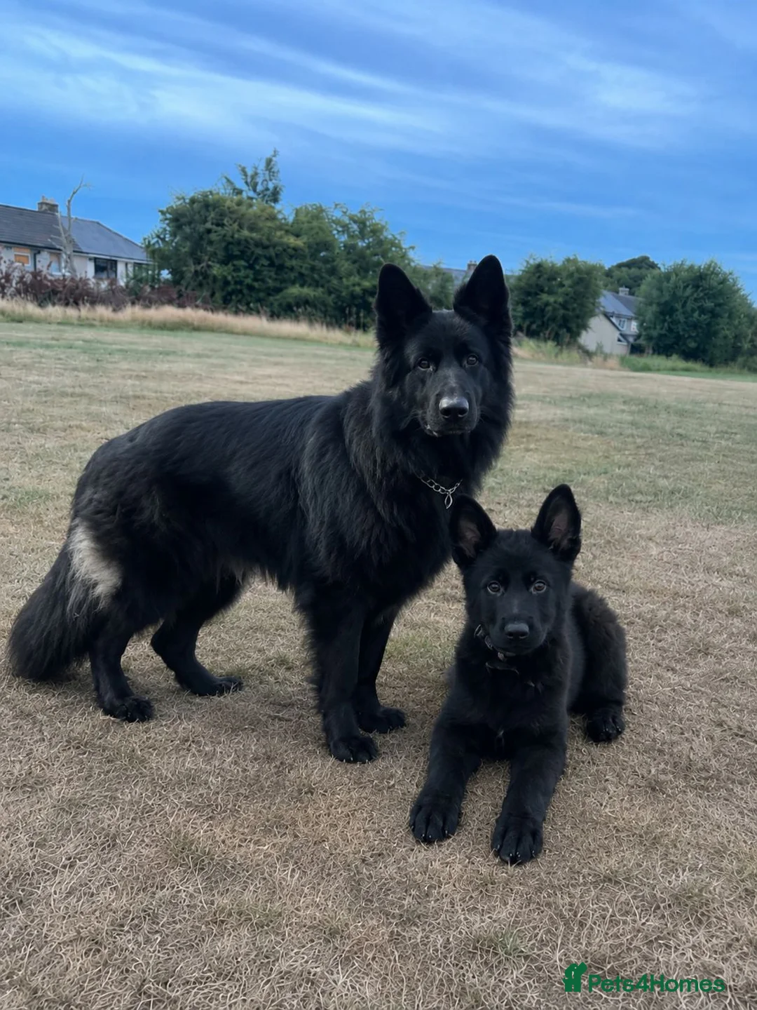 German Shepherd dogs for sale: Puppy for sale  - Advert 2
