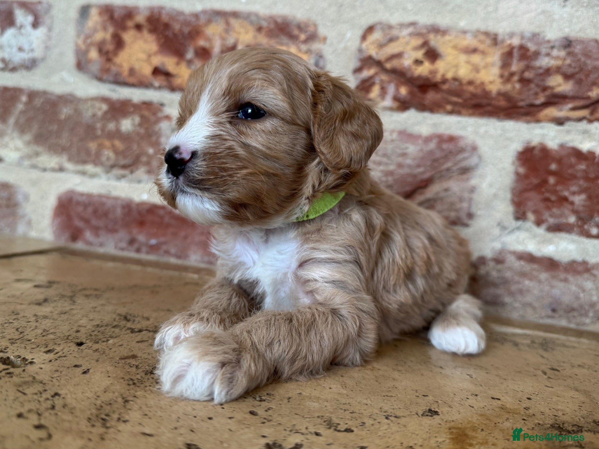 Cavapoo dogs F1 cavapoo males 💙💚 - Advert 2