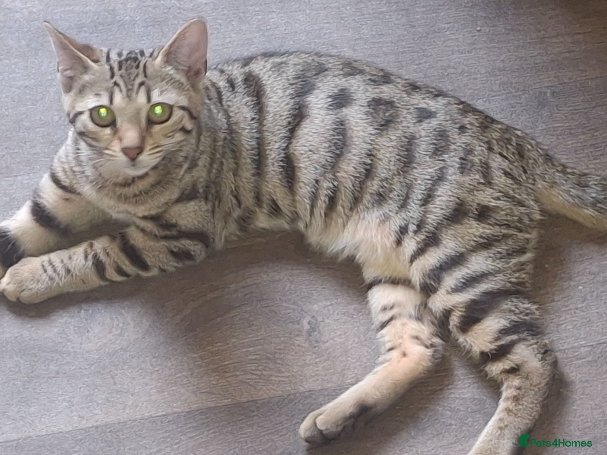 Bengal cats Last girl available  - Advert 9