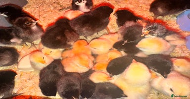 Chickens poultry - Advert 16