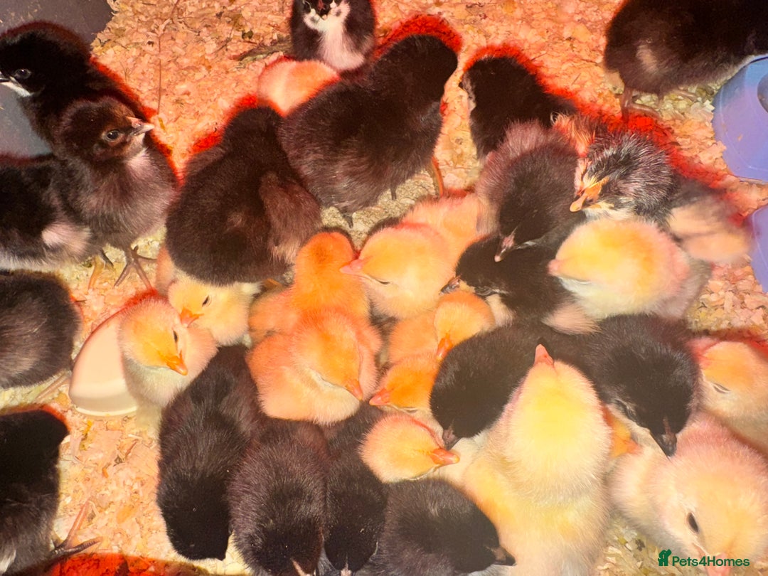 Chickens poultry for sale: 5 MIXED CHICKS FOR £50 - Image 2