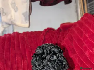 Cockapoo dogs Toy cockerpoo puppies - Advert 1