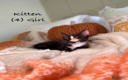 Mixed Breed cats for sale: Stunning kittens 8 weeks old ready now  - Image 17