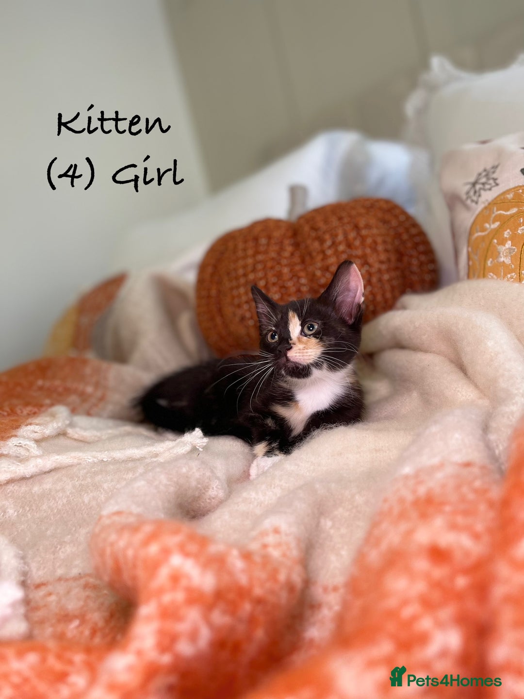 Mixed Breed cats for sale: Stunning kittens 8 weeks old ready now  - Image 17