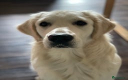 Golden Retriever dogs for stud: KC English Cream Golden Retriever Stud - Image 28