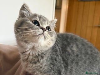 British Shorthair cats Bsh Cute Teddy Bears - Advert 5