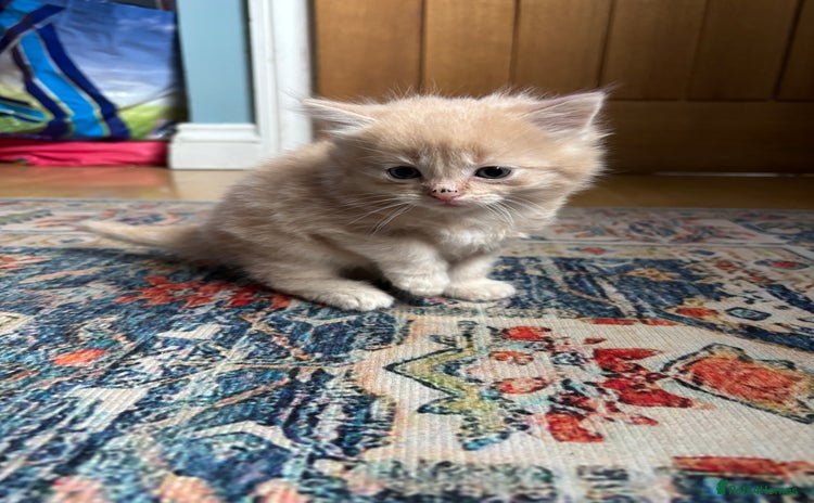 Mixed Breed cats - Advert 4