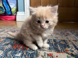 Mixed Breed cats - Advert 26